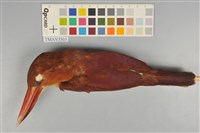 藏品(赤翡翠)的圖片